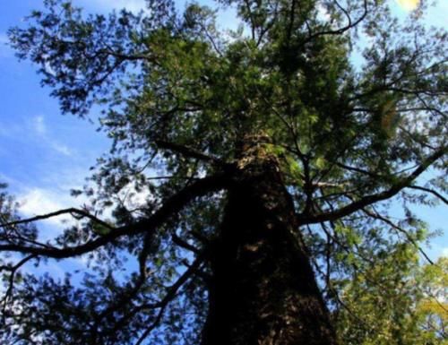  老外■中国最珍稀的一棵树，全世界仅此一棵，老外想看只能来中