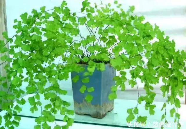  绿意盎然|卫生间放一盆这个植物，异味全跑光，绿意盎然又芬芳