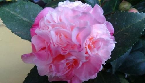  #长春花#此款花卉，花期长花量大，丢到阳台轻松爆满盆，花型独特又美观