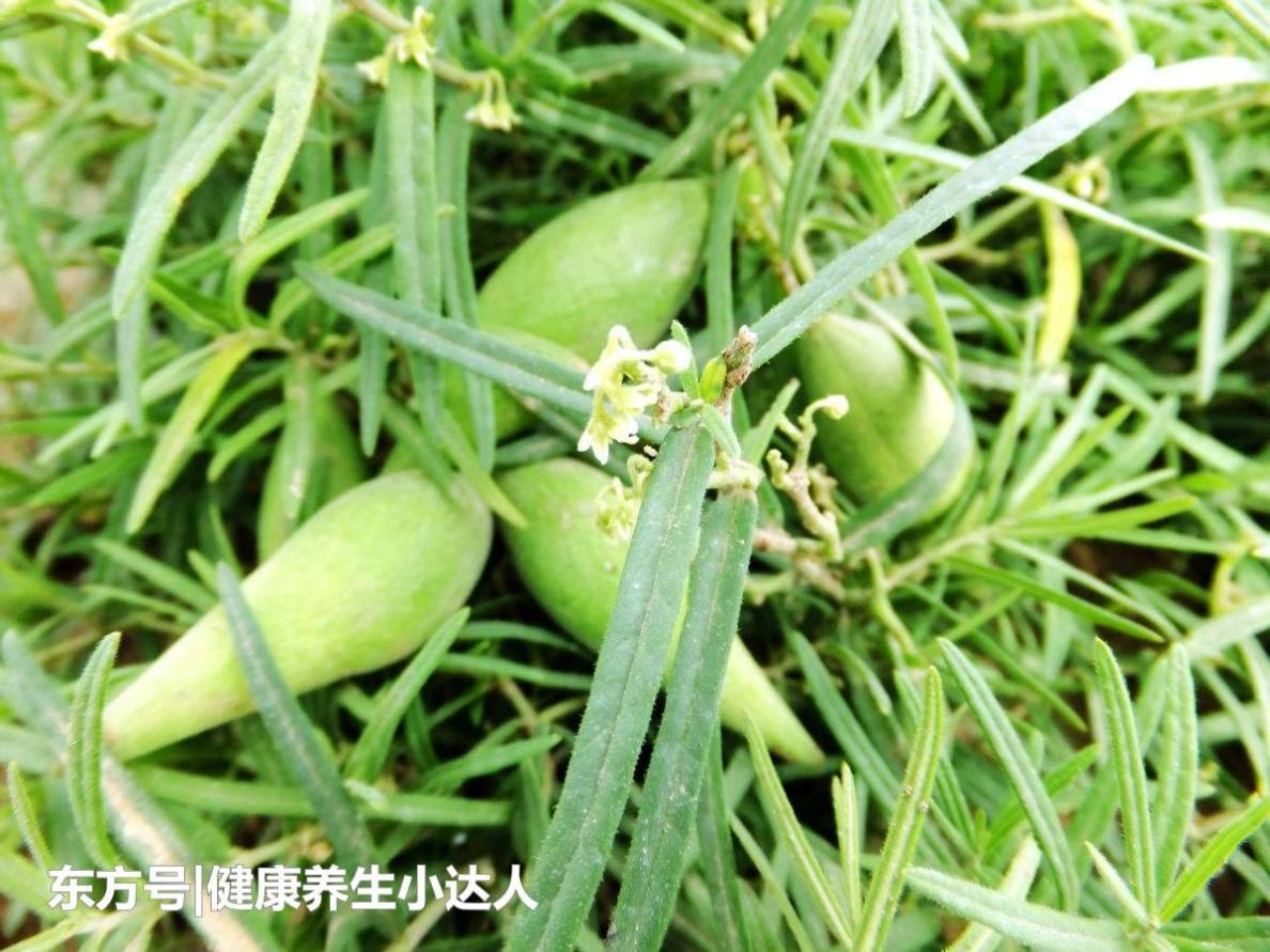 它是“最冤”野果！全身是“宝”，可惜常被农民误当野草除去