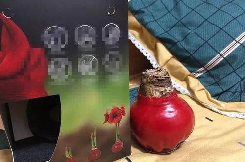  朱顶红：看见这花可别买，忍住，小心被忽悠，花钱买气受！