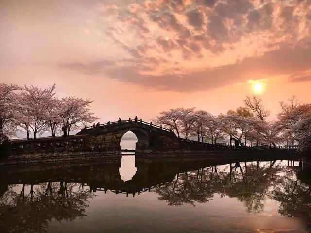  「樱花」中国这些花开成海的地方，美极了