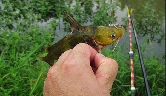  「荒期」掌握这14个钓鱼技巧，鱼荒期都能钓到手软！新手每天都要读一遍