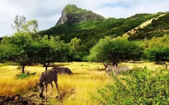 什么?世界上胸最大的动物竟然是它!