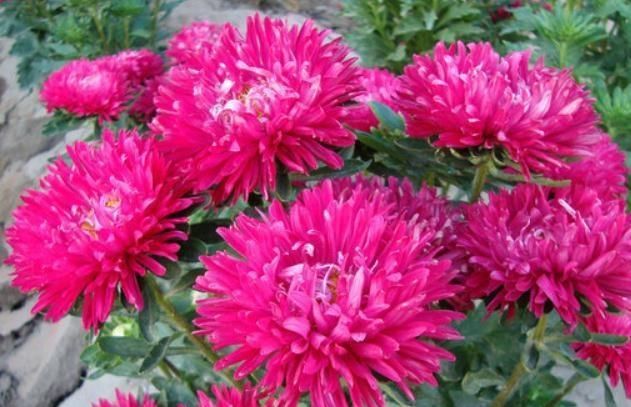  #花色#养花费钱？“3种花”几块钱买一盆，花色多又艳，四季开花拦不住