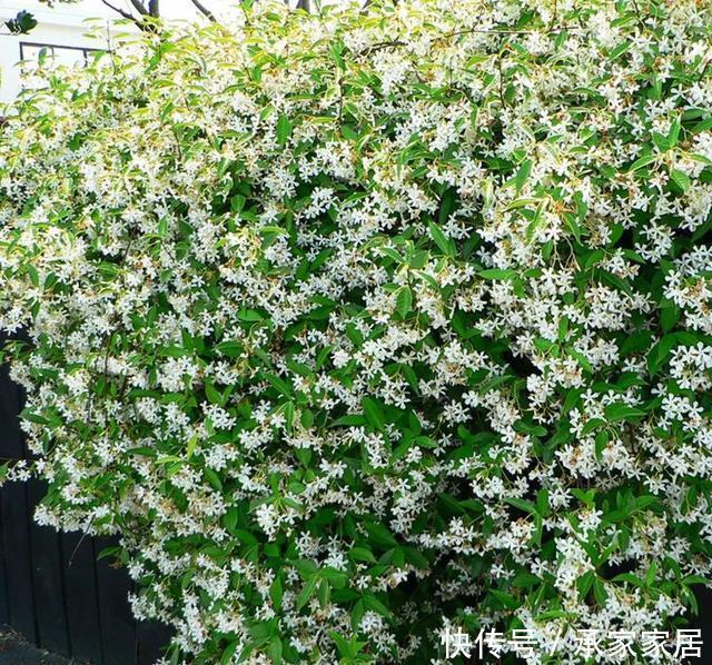  #起劲#3种开花劳模，一个比一个开得起劲，一开就是一面花墙！