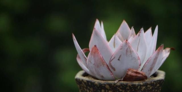 矮小|个子矮小的多肉很“脆弱”,这么养才能安全度夏,3个要点少不了