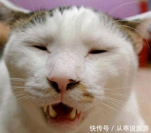  [没关系]兰花龙形草并不稀奇，矮化后自然就有了，与开好花品没关系