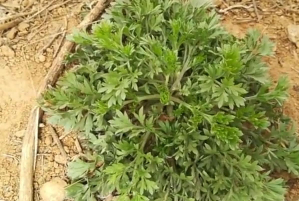 农村荒地里这种野菜，错过就要等一年，你们吃过这种野菜吗？