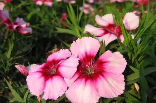 『常见』30种 · 野外常见植物,你叫啥?