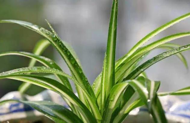 『枯萎』吊兰受欢迎程度高,适当修剪更茂盛,盆盆叶绿茂盛更好看
