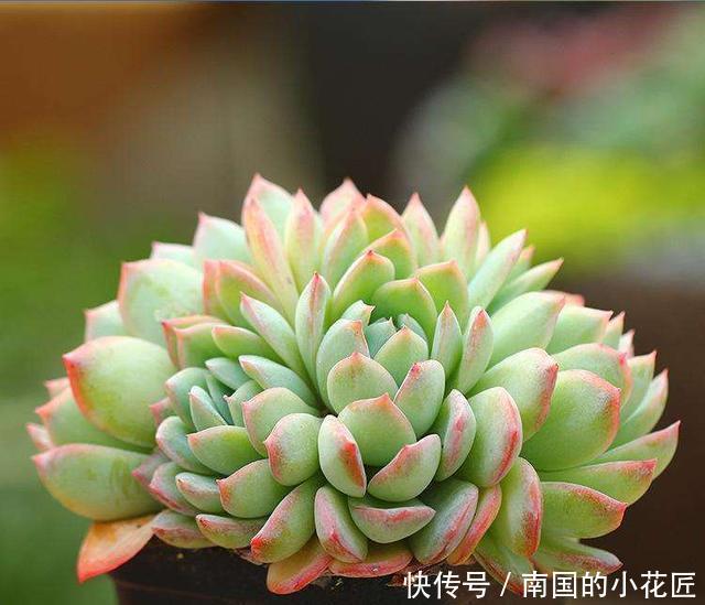 养护■多肉一个样,3个“长时间”在搞鬼,赶紧换个方法养,才能变胖