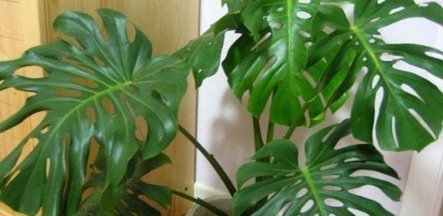 『家里』这“3种”植物,再贵也要养,杀菌又除臭,家里养1盆,身体更健康