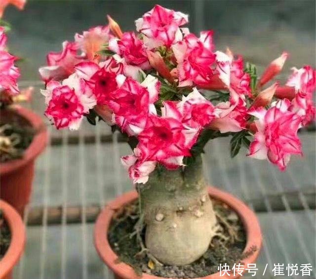 『盆土干透』客厅养的5种花,最怕水,多浇一点点,整盆死翘翘