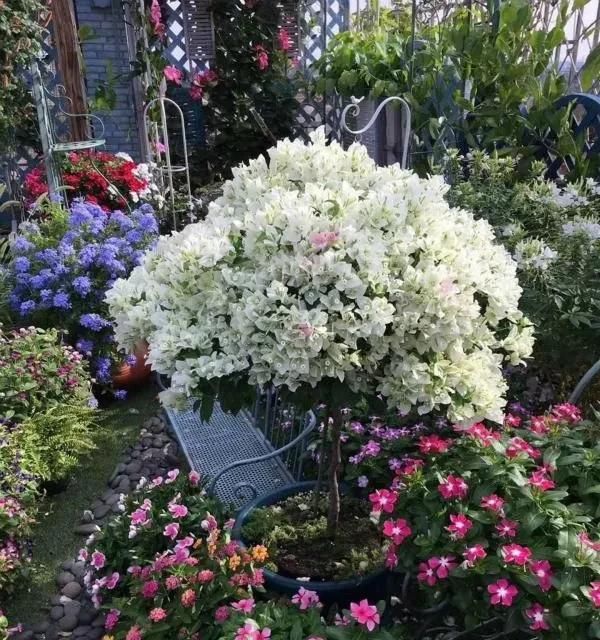  时间■养花不懂这4点，啥花都白养，白白浪费时间和精力，新手赶紧学习