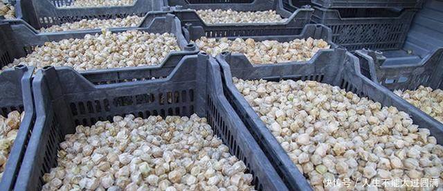 农民种它，10元1斤，亩收8000元