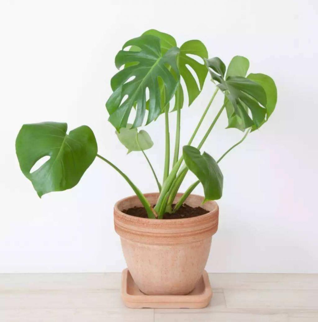  以通过蒸腾|夏天太热，养它们试试，给家里降温还美观！