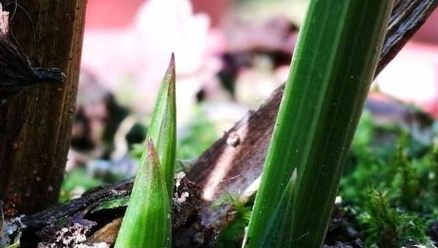  成败■兰花发新苗后怎么施肥？细节决定成败！