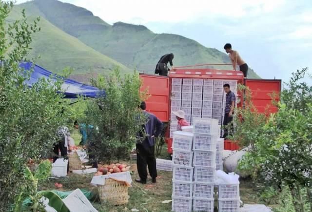 [不肯]4元一斤不肯卖，贱卖给果汁厂几毛一斤，一手好牌被果农打得稀烂