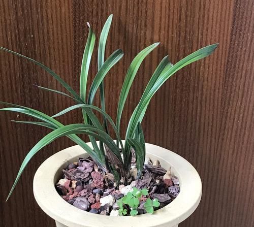  「兰花芦头」带芽的兰花上盆几个月不见长？是僵苗退草还是正常现象？明白了