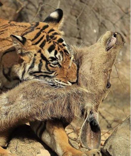 老虎直接张开虎口向鹿脖子咬了下去,锋利的牙齿穿过血肉,倒霉的鹿很快