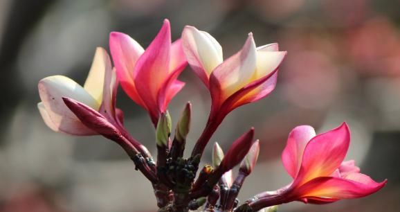  「随便」这4种花“随便养”，一年开花300多天，阳台变“花海”，轻松爆盆