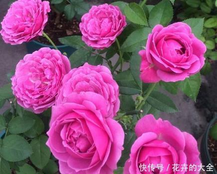 蓝色风暴■新手养花,不如养盆花中精品“紫雾泡泡”,似粉嫩公主,娇艳美丽