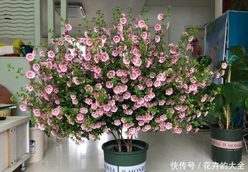  春天：春天养花选它，一盆能开200朵，养一盆四季开花，值得拥有