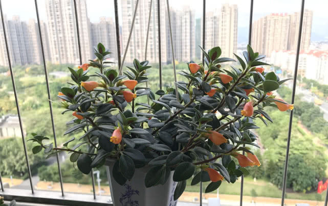  「观叶」这种盆栽绿植比绿萝好养，花叶俱美“扔土里”就能活，花开观叶又赏花！