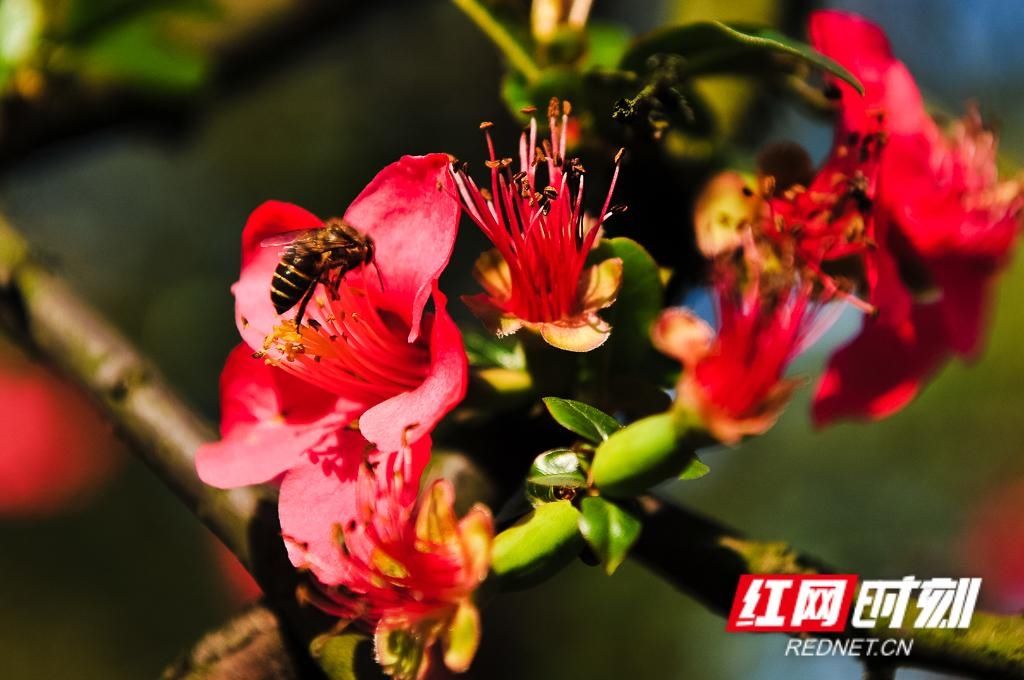 春天■组图丨立夏将至,还记得这一朵朵绚烂了整个春天的花吗