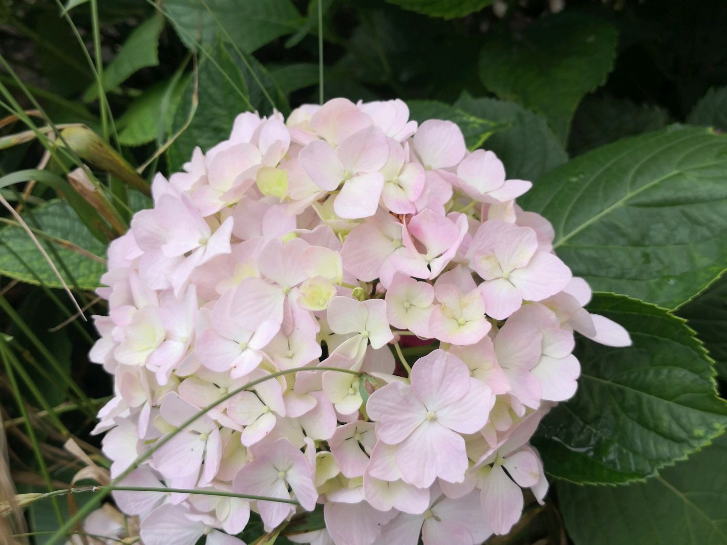  花苞喷水@为什么绣球花长出花苞还没全开就变黑了