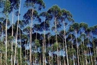  光照■在农村承包地，别人栽的树挡太阳光照导致粮食减产，怎么