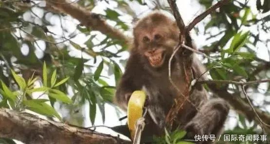 菲律宾可怕的“食人猴”，即将向“人类”进化！当地派出军队镇压