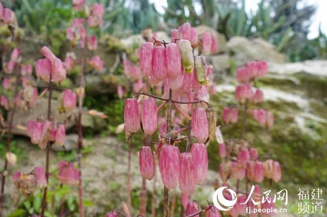  『春季』春已至花已开 厦门园林植物园多肉植物进入盛花期