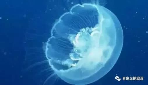 辟谣！青岛海边僧帽水母致人死是假的