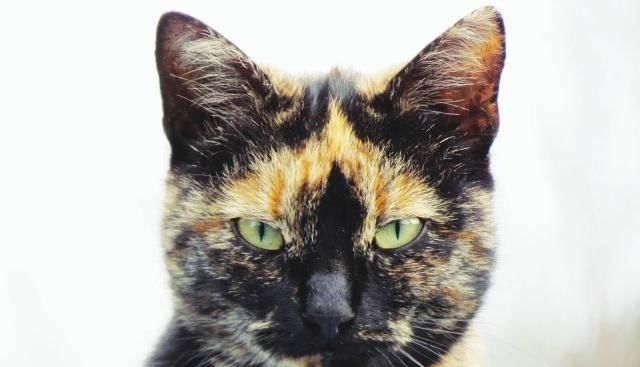  『猫咪皮毛』三花猫几乎都是母猫，这是都市传说，还是真实存在的现象呢