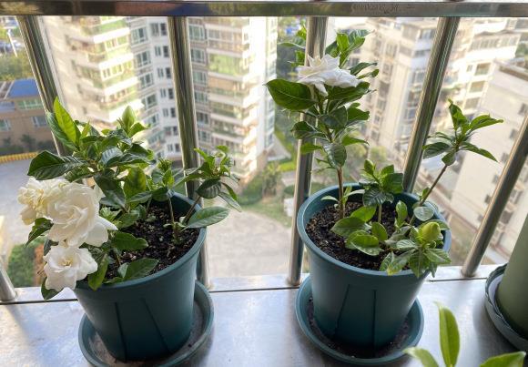 栀子花:栀子花叶子发黄、养不活,注意4个小要点,买多少活多少!