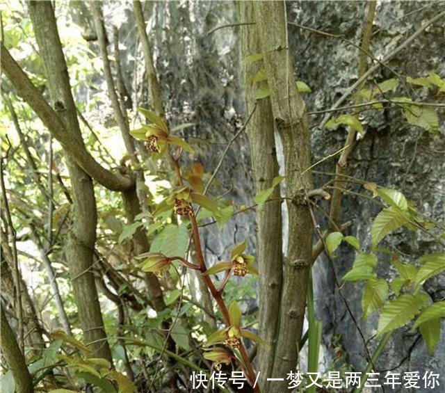 『花杆』怎么辨认春兰和蕙兰