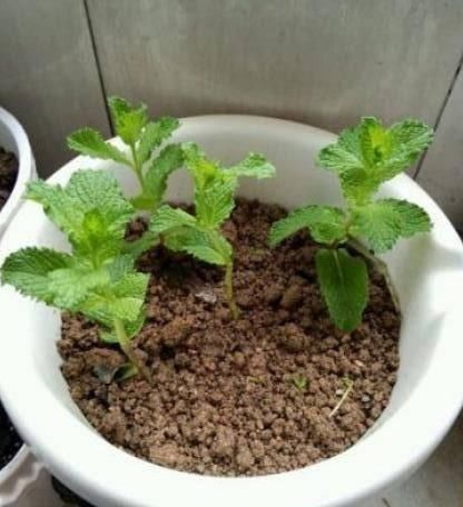  铜钱草■这2种绿植，找一个玻璃瓶就能养，3个月长满瓶，绿油油清新养眼