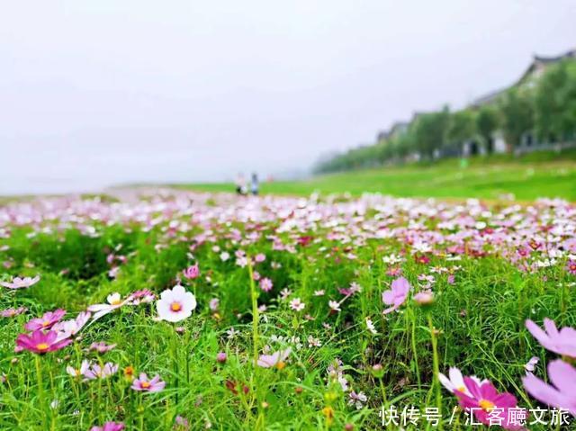 “五一”重庆慢时光，木洞10万㎡格桑花开，孤岛绿草成海！