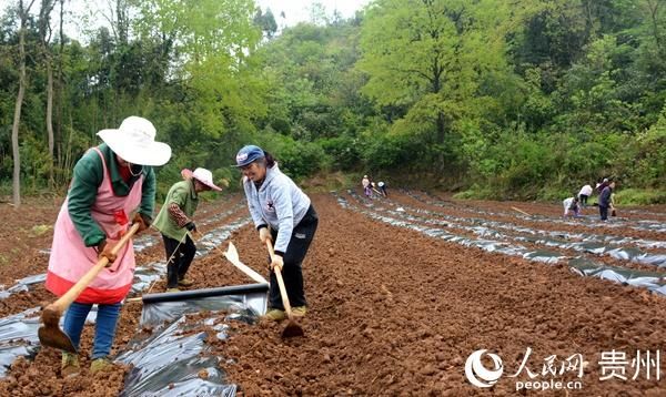  【雨朵镇】黔西县雨朵镇：辣椒“多”起来群众“富”起来