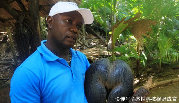 美女国外旅游，当地人拿出一种“圣果”，接下来瞬间尴尬