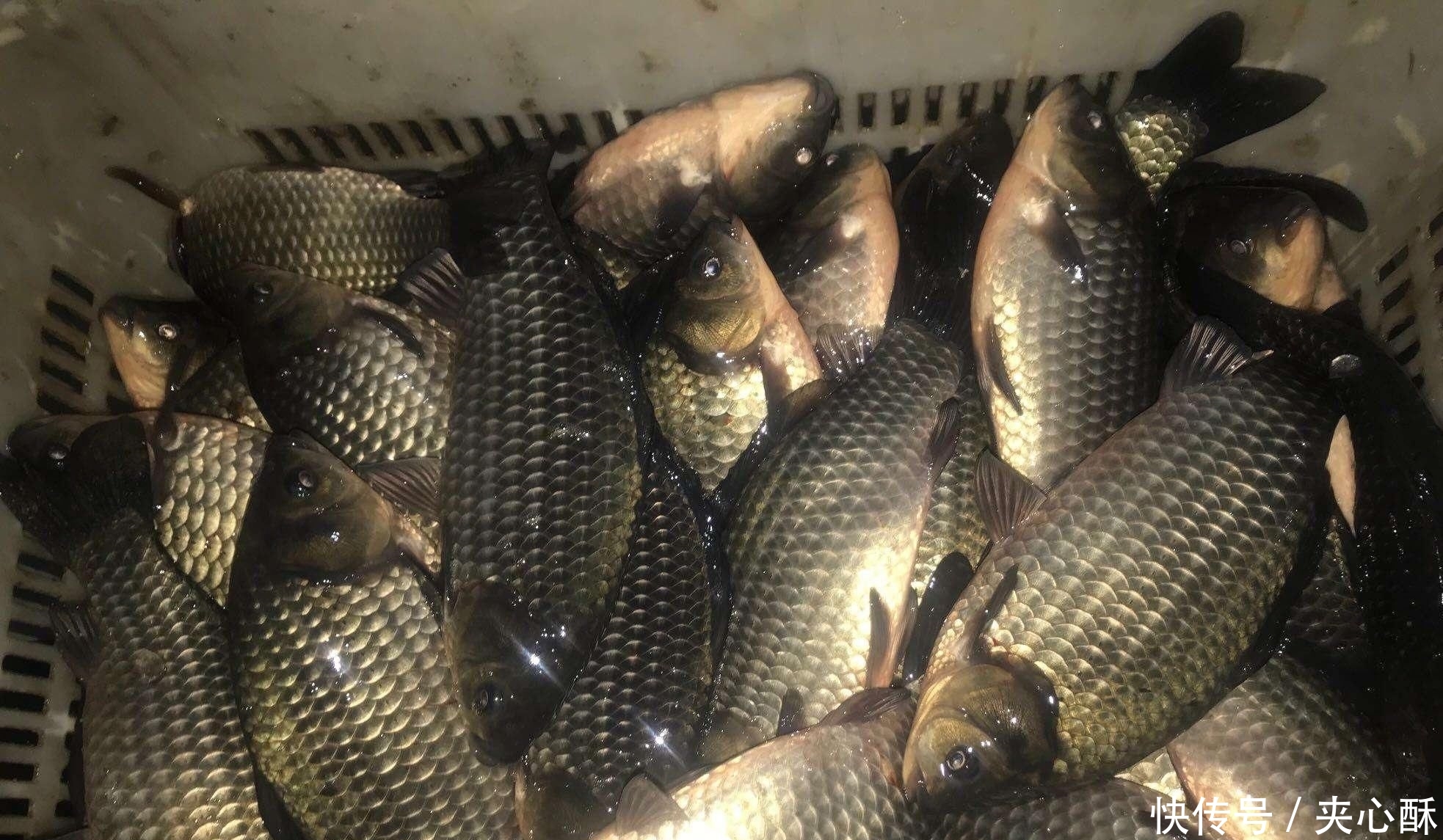 『配方』只需用五味药材,简单泡制四季通用钓鱼饵料配方