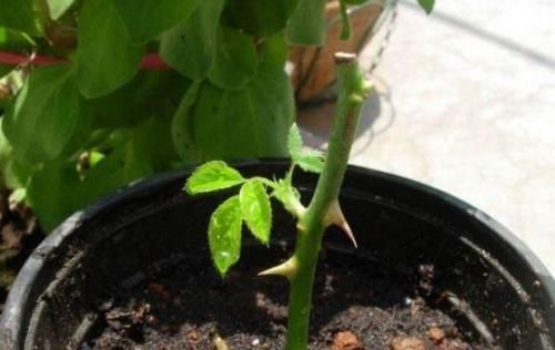  扦插■这2种花现在扦插，当年就能开花，可别错过好机会！