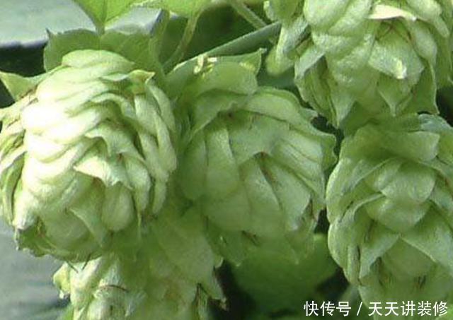 #啤酒花#在山谷下,有1种“啤酒花”,开出的花朵“美丽”,植株也珍贵!