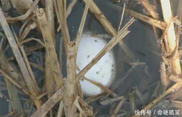 男子养数万只鸭，鸭群四处生蛋，男子：捡到手疼