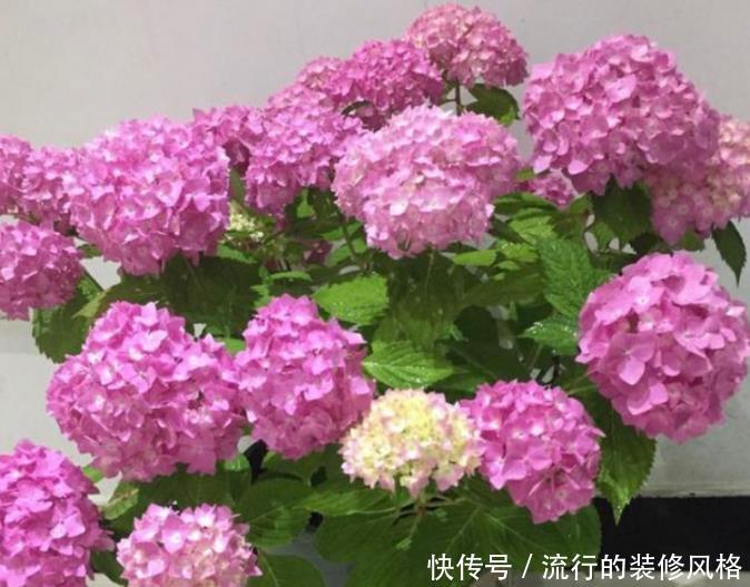 『花卉』3种“垃圾”垫盆底,一年四季叶片油绿,花朵多,省心好养!