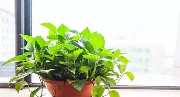  【搜罗】史上最全“懒人植物”大搜罗，看看哪盆才是你的心头好