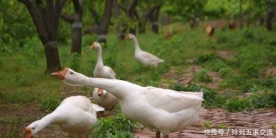  收益|农村人构想果树下养土鸡，你见过这种养殖方式吗，真的有收益吗？