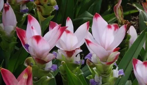 『令箭荷花』6种“荷花”，不用水只用土，开花一茬接一茬！
